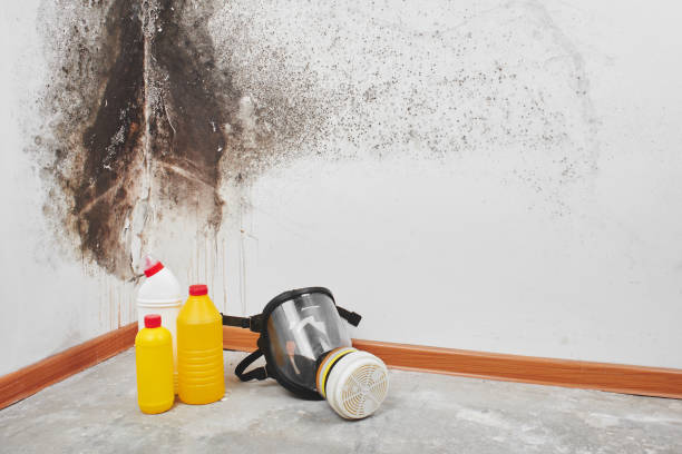 Best Attic Mold Remediation in Bedminster, NJ