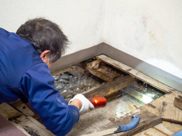Best Crawl Space Mold Remediation in Bedminster, NJ