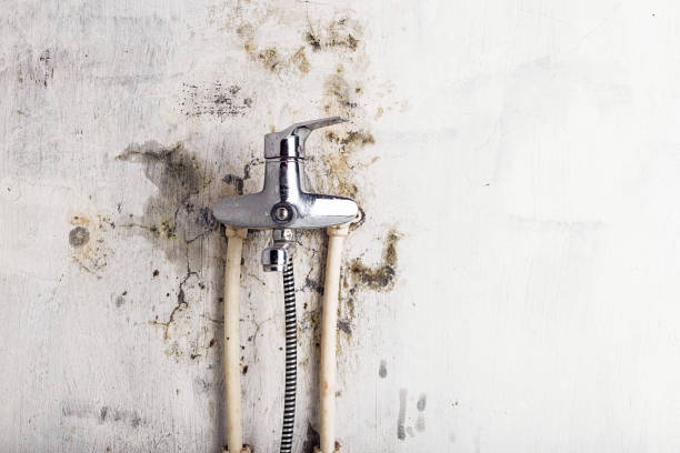  Bedminster, NJ Mold Removal Pros