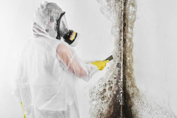Best Industrial Mold Remediation in Bedminster, NJ