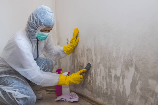 Professional Mold Remediation in Bedminster, NJ