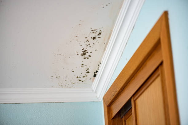 Best Crawl Space Mold Remediation in Bedminster, NJ