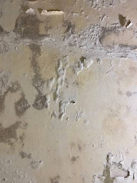 Best Post-Flood Mold Remediation in Bedminster, NJ