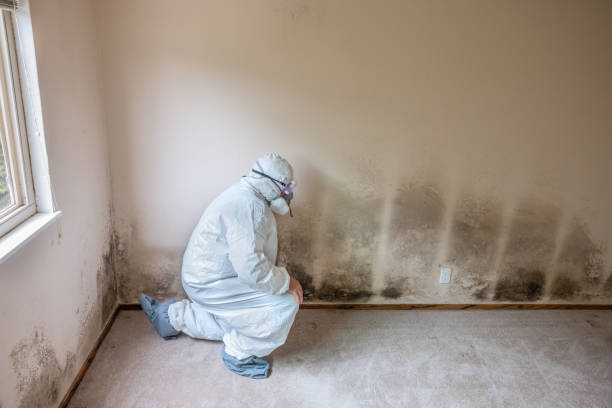 Best DIY Mold Remediation Support Services in Bedminster, NJ
