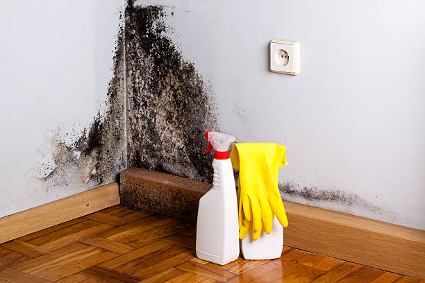 Best Mold Testing and Inspection Services in Bedminster, NJ