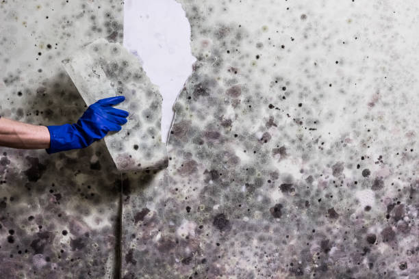 Best Black Mold Remediation in Bedminster, NJ