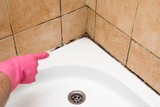 Best Bathroom Mold Remediation in Bedminster, NJ